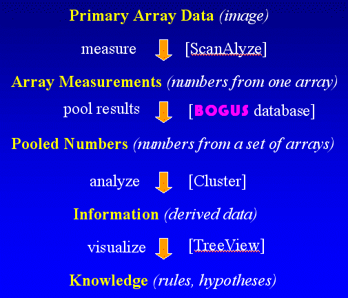 microarray data analysis process